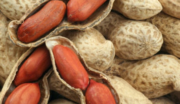 Festas juninas animam produtores de amendoim