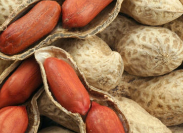 Festas juninas animam produtores de amendoim